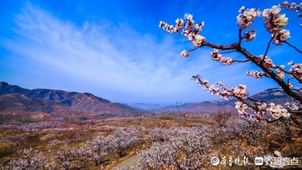 优配网 济南今年首期花期预报来了，背后有何“气象密码”？